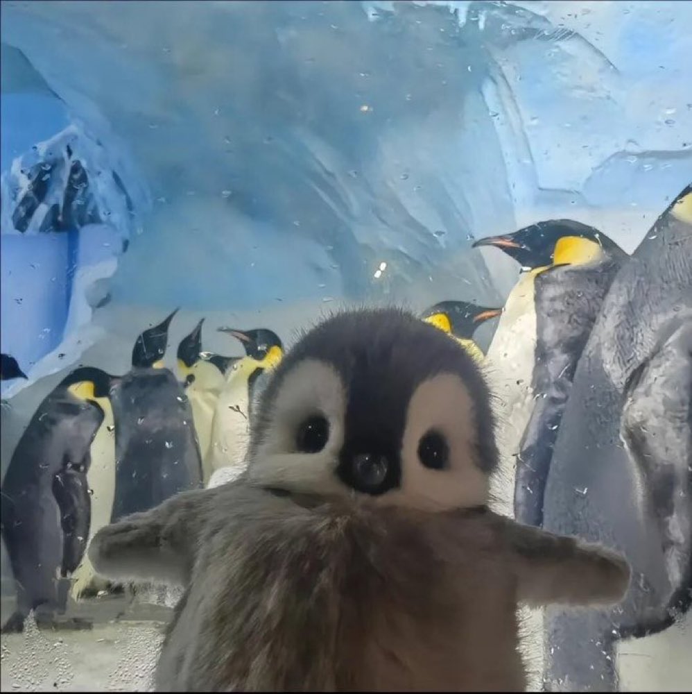 felix