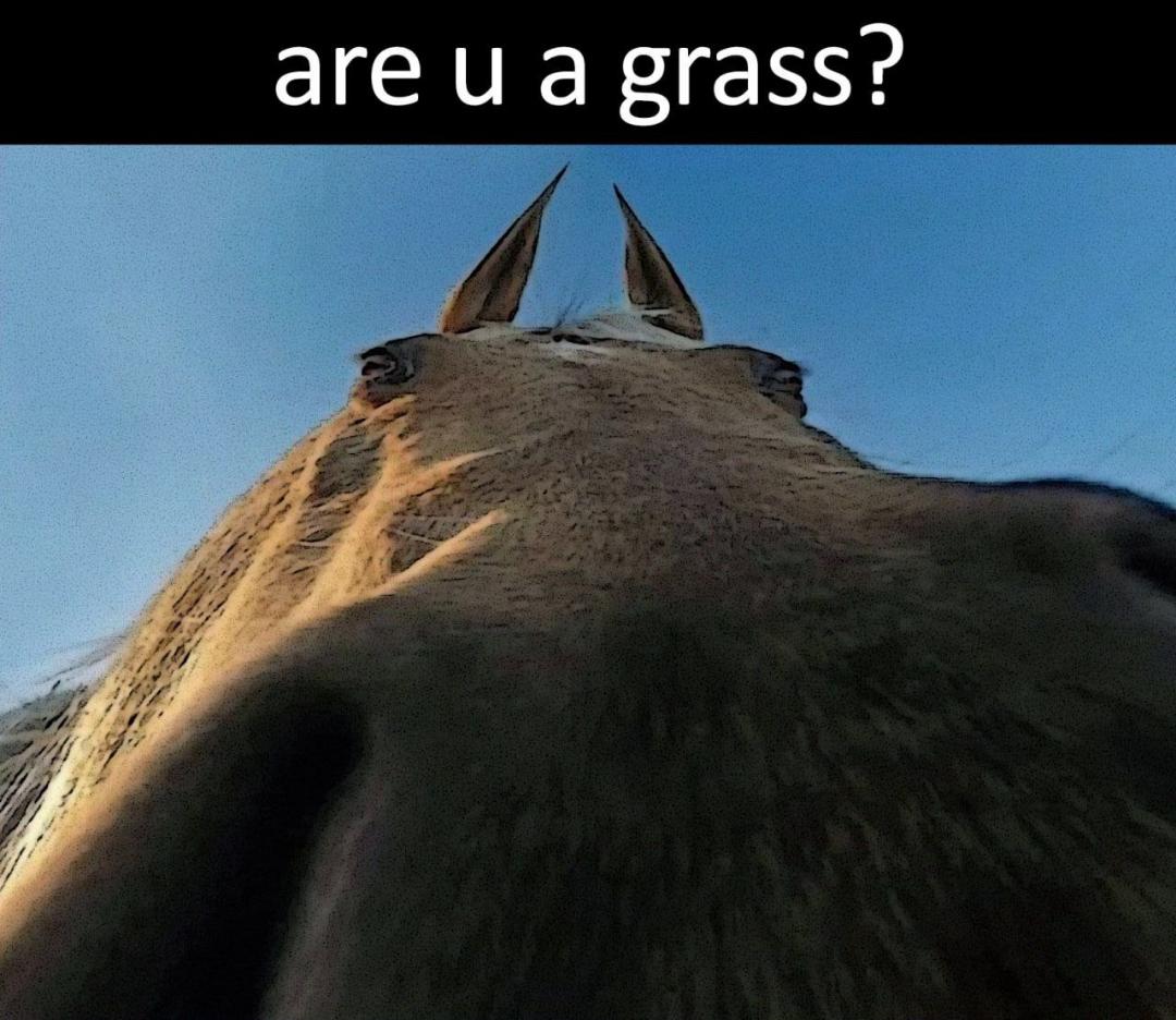 grass