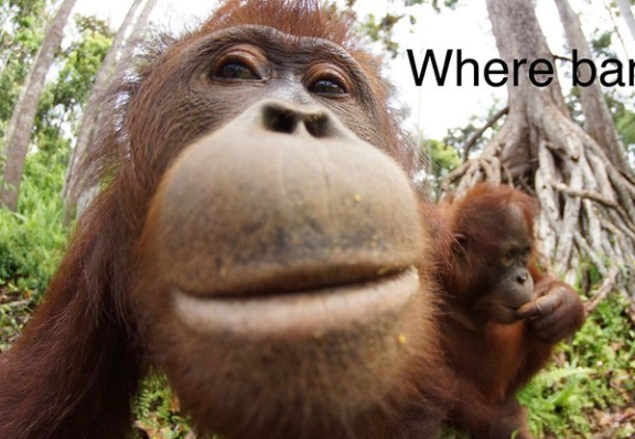monke